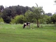 Іванків з panoramio.com