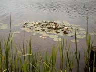 Коти з panoramio.com