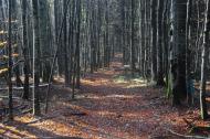 Згари з panoramio.com - Згары