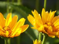 Корнин з panoramio.com