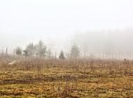 Рясне-Руське з panoramio.com