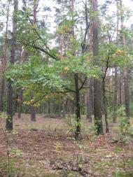 Кропивня з panoramio.com