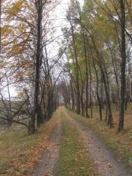 Підліснівка з panoramio.com