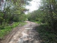 Саранчине з panoramio.com