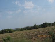 Вівсяники з panoramio.com