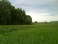 Кулібаба з panoramio.com