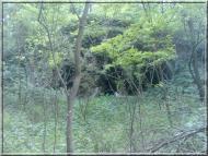 Ретик з panoramio.com