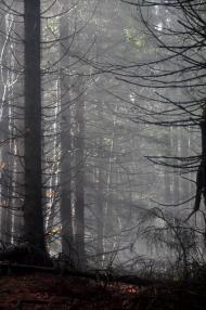 Згари з panoramio.com - Згары
