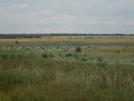 Шевченкове з panoramio.com