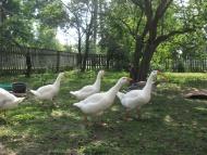 Косівка - Останні фото