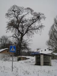 Підгірне з panoramio.com