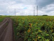 Берека з panoramio.com - Берека