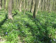 Губник з panoramio.com