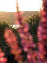 Дністрівка з panoramio.com