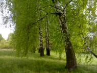 Мостове з panoramio.com