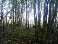 Лісогірка з panoramio.com