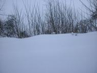 Забріддя з panoramio.com - Забродье