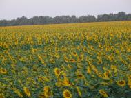 Лутківка з panoramio.com