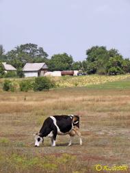 Гречане з panoramio.com - Гречаное