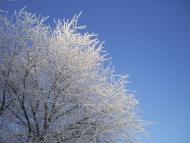 Кулібаба з panoramio.com