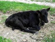 Троїцьке з panoramio.com