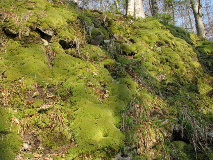 Яблунів з panoramio.com - Яблунів