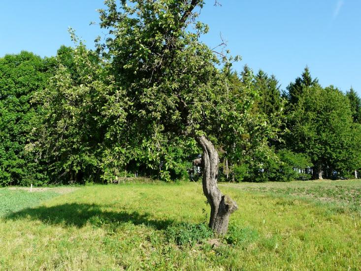 Шпиківка з panoramio.com - Шпиківка