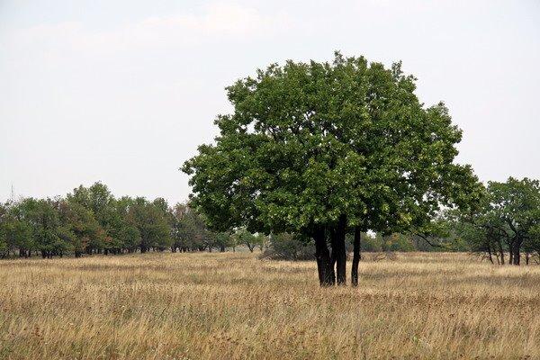 Хрящувате з panoramio.com - Хрящувате