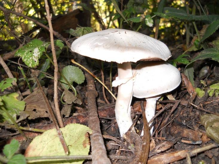 Майдан з panoramio.com - Майдан