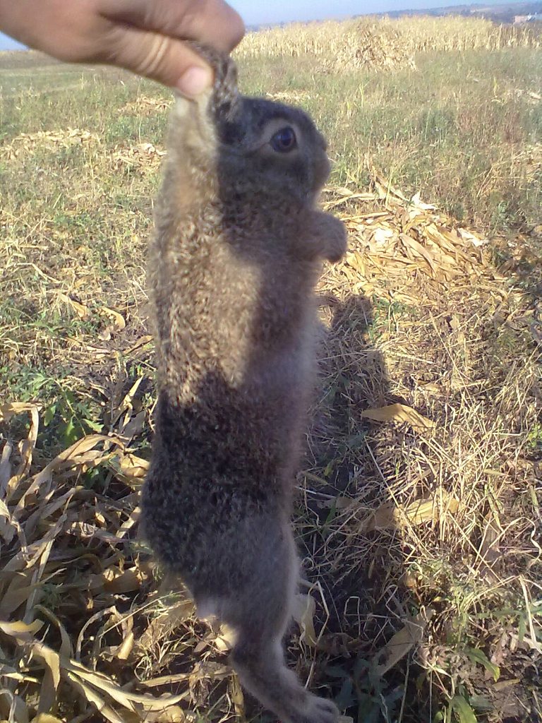 с.Бабчинці - Бабчинці
