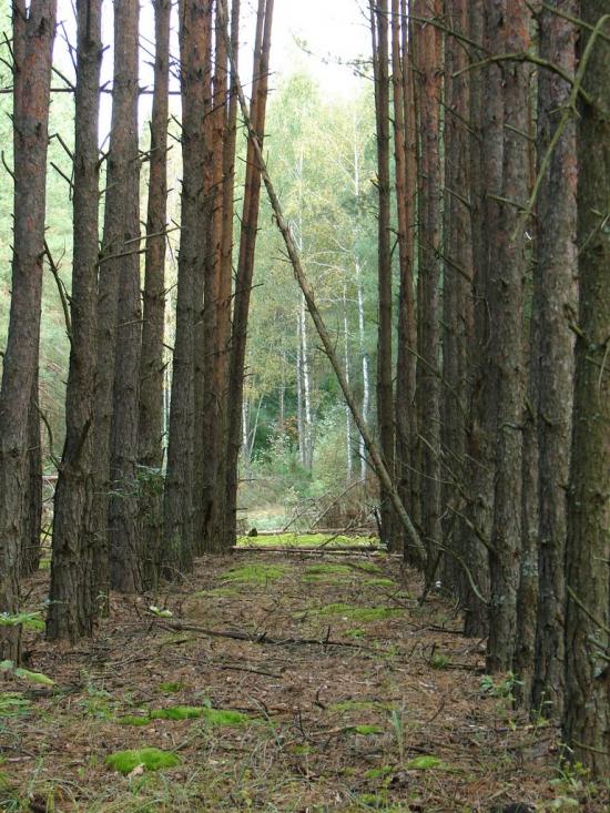 Неданчичі з panoramio.com - Неданчичі