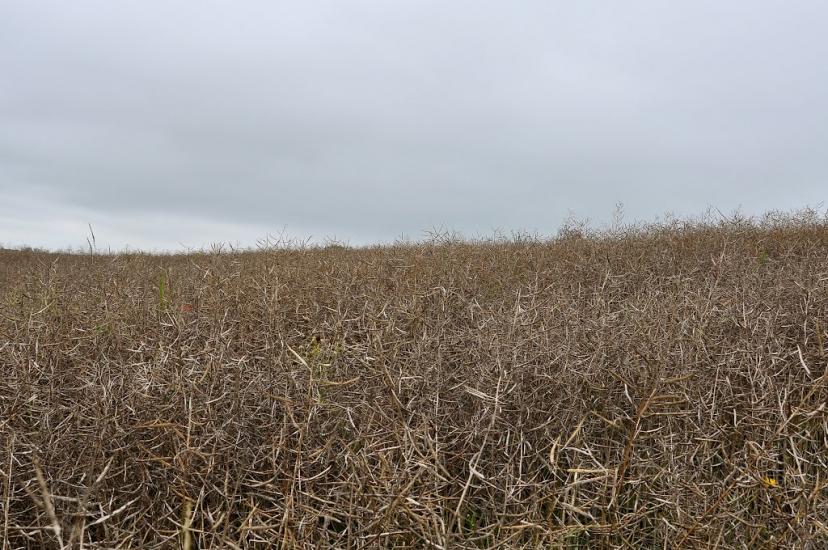 Лучківці з panoramio.com - Лучківці