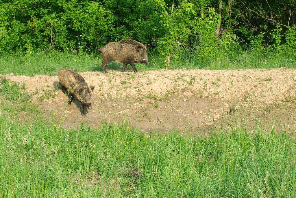 Студенець з panoramio.com - Студанец