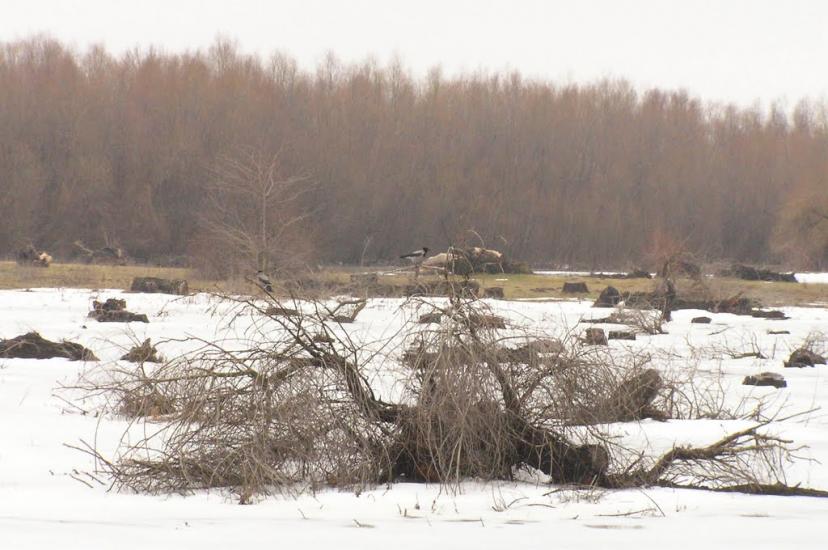 Кислиця з panoramio.com - Кислица