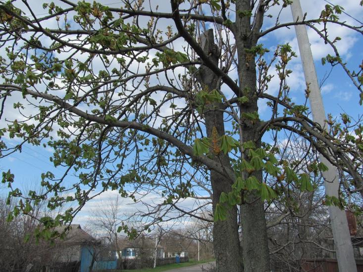 Пронозівка з panoramio.com - Пронозівка