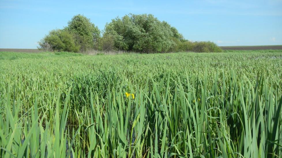 Чернелів-Руський з panoramio.com - Cherneliv-Ruskyy