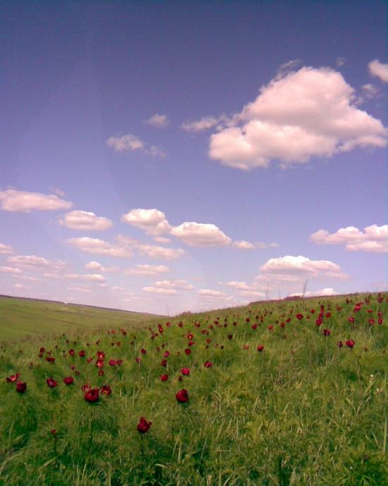 Кирносове з panoramio.com - Кирносове