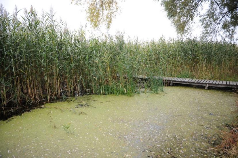 Заріччя з panoramio.com - Заріччя