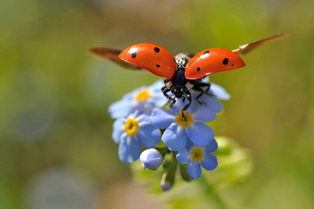  Нашего КРАЯ ПРИРОДА - Великие Крынки