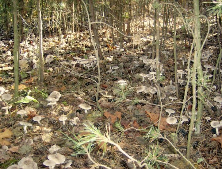 Нагоряни з panoramio.com - Нагоряны