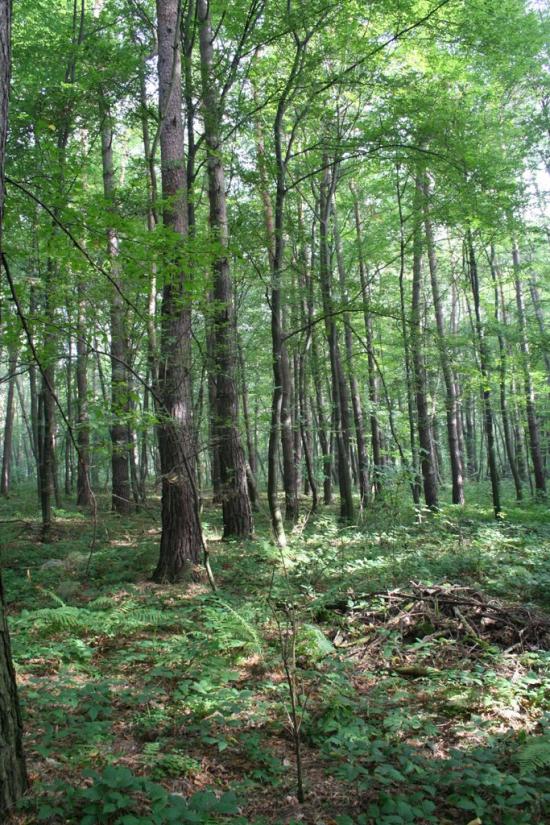 Відники з panoramio.com - Відники