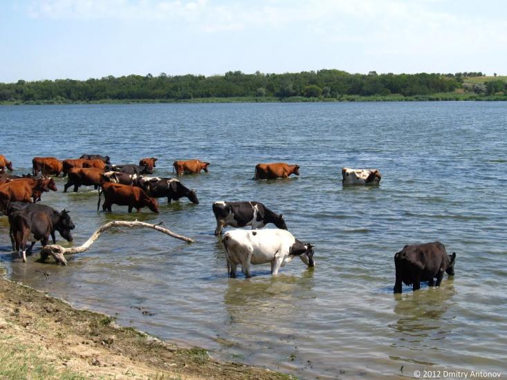 Інгулець з panoramio.com - Ингулец