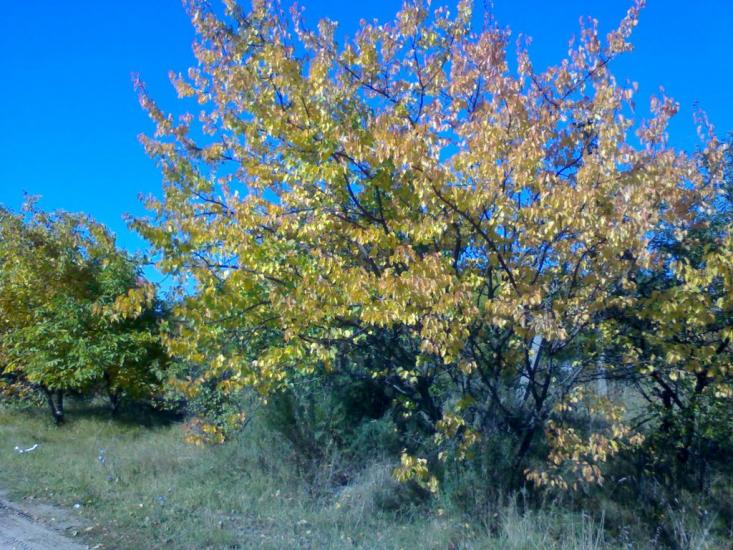 Старі Петрівці з panoramio.com - Stari Petrivtsi