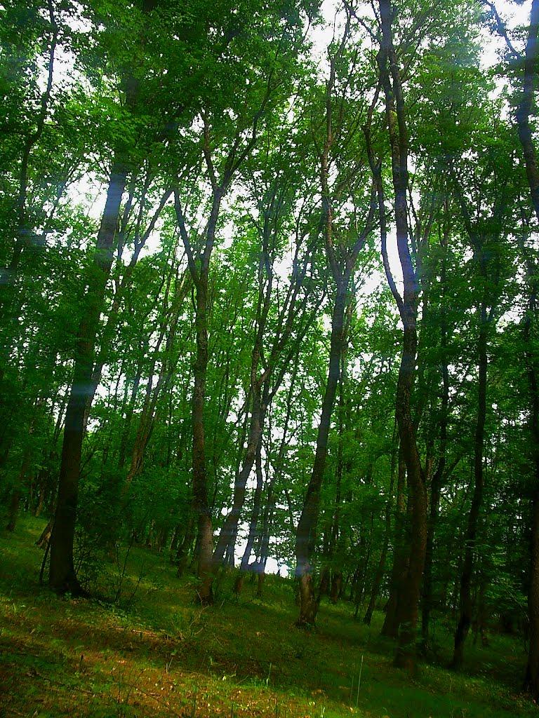Краснолісся з panoramio.com - Краснолесье
