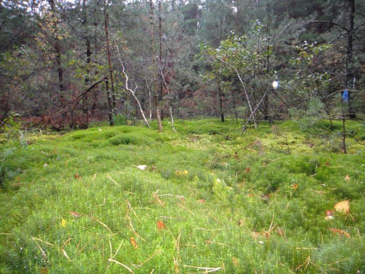 Будилівка з panoramio.com - Будилівка