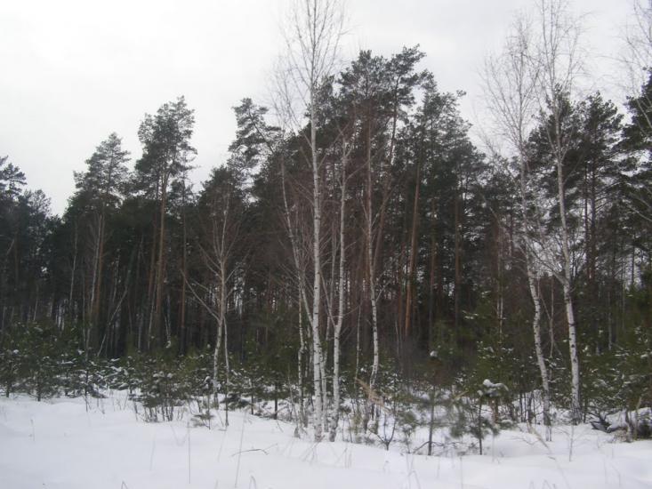 Суслівка з panoramio.com - Суслівка