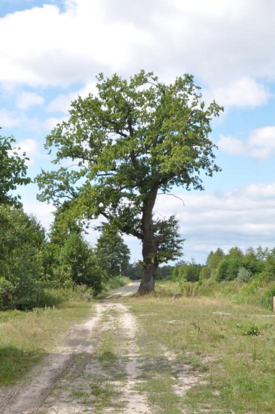 Бучин з panoramio.com - Бучин