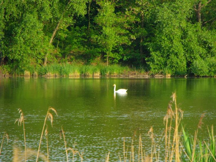 Чернин з panoramio.com - Чернин
