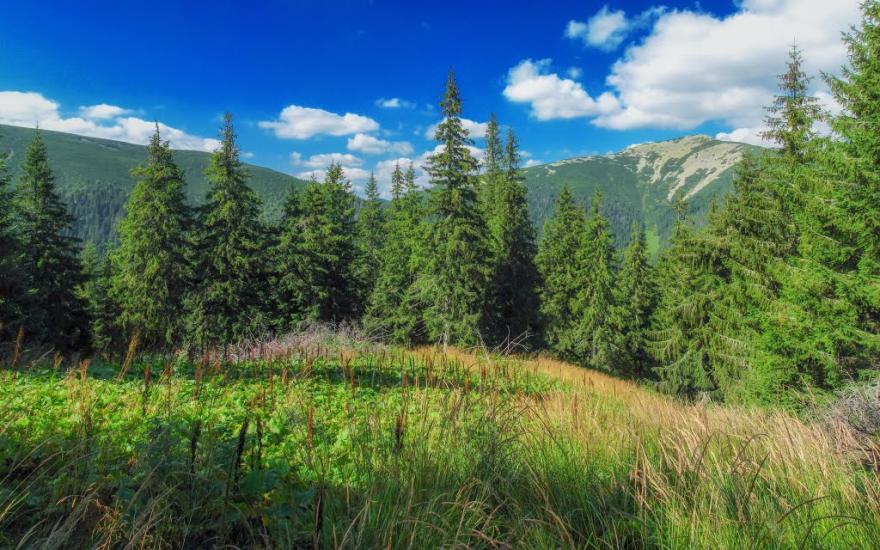 Осмолода з panoramio.com (ч.2) - Осмолода