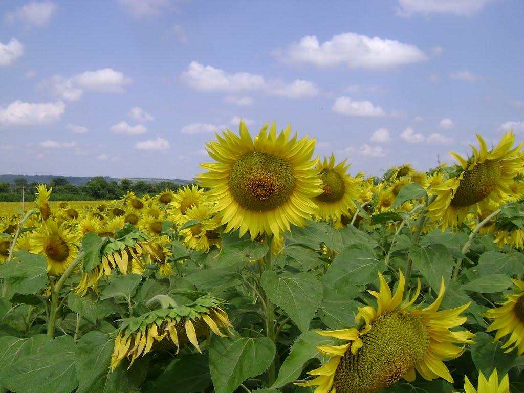 Нові Санжари з panoramio.com - Нові Санжари
